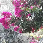 Jasmin 4*