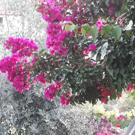 Jasmin 4*